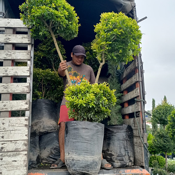 productores de plantas quito ecuador 7